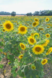 Sunflowers, Alpes de Haute Provence, Provence, France, Europe Sunflowers, Alpes de Haute Provence, Provence, France, Europe